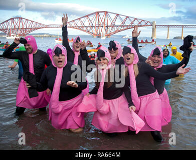 South Queensferry, Edimburgo, Scozia UK. 01 gennaio 2019. Queensferry Anno Nuovo Loony Dook, l annuale tuffo nel Firth of Forth all'ombra del famoso Ponte di Forth Rail. Ha luogo il terzo giorno di Edimburgo Hogmany festa di Capodanno. Capacità massima folla Foto Stock