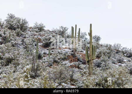 Paesaggio invernale nel deserto di sonora con Saguaro Cactus coperto di neve a Bumble Bee, Arizona, Stati Uniti Foto Stock