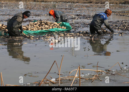 Lianyungang, Cina. 1a gen, 2019. I contadini pick di radici di loto dall'acqua in caso di gelo al villaggio Xinglong in Lianyungang, est cinese della provincia di Jiangsu. Credito: SIPA Asia/ZUMA filo/Alamy Live News Foto Stock