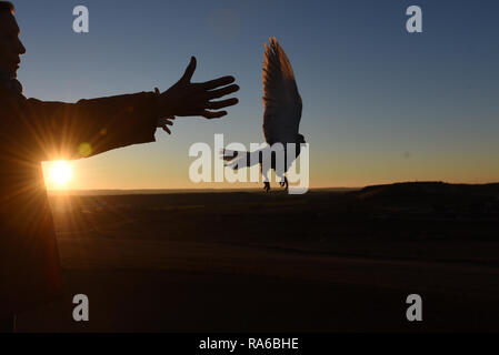 Silhouette di donna visto rilasciando un piccione di homing per accogliere l'arrivo del nuovo anno al tramonto in Almazán, nel nord della Spagna. Foto Stock