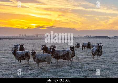 La mandria di pecore di Giacobbe (l'animale nazionale del popolo ebraico), animali duri e forti con temperamento docile. Alba su un campo gelido in una fredda mattina di gennaio nei campi di Burscough, Regno Unito Foto Stock