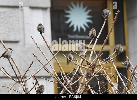 Washington, Stati Uniti d'America. Il 2 gennaio, 2019. Gli uccelli appollaiarsi su un albero di fronte lo Smithsonian, il Museo Nazionale di Storia Naturale di Washington, DC, Stati Uniti, a gennaio 2, 2019.?Il 19 musei Smithsonian e lo Zoo Nazionale di Washington, DC chiuso i battenti mercoledì come parziale del governo degli Stati Uniti shutdown trascinato.? Credito: Liu Jie/Xinhua/Alamy Live News Foto Stock