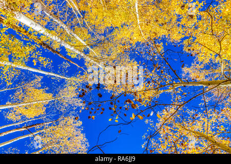 Colore di autunno al lago perduto Campeggio off di Kebler Pass Road in Colorado. Foto Stock