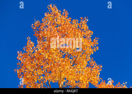 Colore di autunno e Aspen alberi lungo la Million Dollar Highway, US 550, in Colorado. Foto Stock