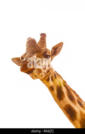 Testa di giraffa con curiosi masticare guardare isolato su sfondo bianco con spazio di copia Foto Stock