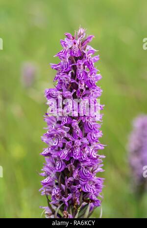 Sud della palude (orchidea Dactylorhiza Praetermissa), Schleswig-Holstein, Germania Foto Stock