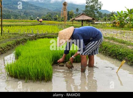 Contadino con bambù hat durante la semina nel campo di riso, Luang Prabang, Laos Foto Stock