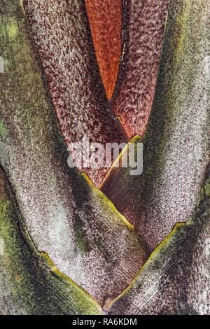 Centro vegetativo di una palma, close-up, Ankanin Ny Nofy, Madagascar Foto Stock