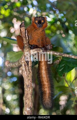 Lemure nero (il Eulemur macaco), Ankanin Ny Nofy, Madagascar Foto Stock