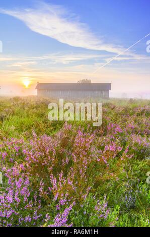 Apiario, Lunenburg Heath, Undeloh, Bassa Sassonia, Germania Foto Stock