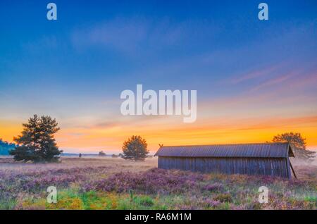 Apiario, Lunenburg Heath, Undeloh, Bassa Sassonia, Germania Foto Stock