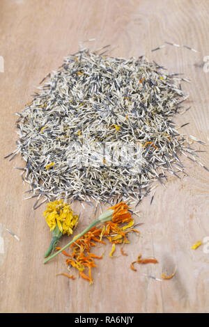 Tagetes patula. Raccolto di fresco alla calendula francese semi e flowerheads. Foto Stock