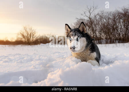 Siberian Husky cane a giocare sul campo d'inverno. Happy puppy in soffice neve. Fotografia degli animali Foto Stock