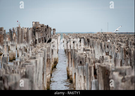 Cormorani e un gabbiano su un vecchio e abbandonato il molo di legno in Australia rurale Foto Stock