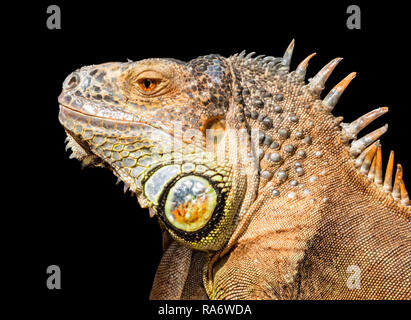 Ritratto di verde e arancione iguana lucertola nel profilo su sfondo nero Foto Stock