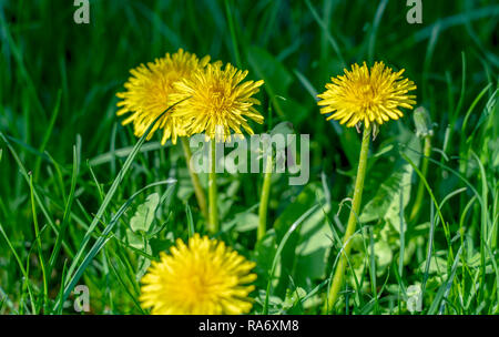 Quattro giallo fiore di tarassaco close up su uno sfondo di erba verde Foto Stock