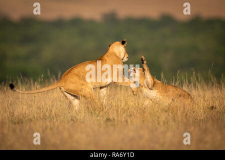 Due leonesse in erba lunga lotta play Foto Stock