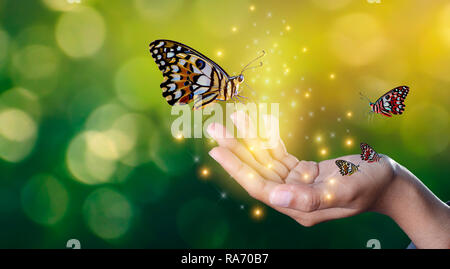 Le farfalle sono nelle mani di ragazze con luci scintillanti dolce incontro tra una mano umana butterfly Foto Stock