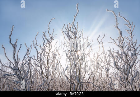 Twisted ramoscelli di cavatappi salici coperti di bianco trasformata per forte gradiente di cristalli di brina su un freddo inverno pieno di sole giorno, Germania Foto Stock