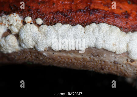 Cuscino color ocra, Hypocrea pulvinata, cresce come un parassita sul nastro rosso conk, Fomitopsis pinicola. Foto Stock