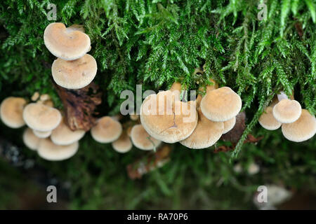 Panellus stipticus, comunemente noto come le ostriche amaro, astringente panu, il panellus luminescente, o il fungo stiptic, Foto Stock