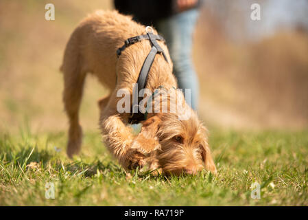 Magyar Vizsla 18 settimane - cane cucciolo è lo sniffing in erba e seguire una via Foto Stock