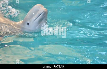 Belukha (LAT. Delphinapterus leucas) tipo di balene dentata della famiglia monodontidae Foto Stock