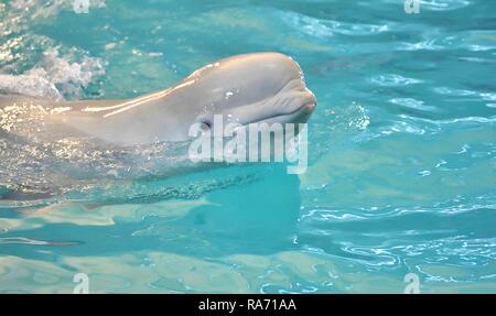 Belukha (LAT. Delphinapterus leucas) tipo di balene dentata della famiglia monodontidae Foto Stock