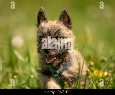 Cairn Terrier cucciolo di 13 settimane. Carino piccolo cane corre su un prato Foto Stock