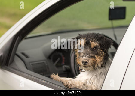 Un cane di piccola taglia è seduto in una macchina e guardando fuori della finestra auto - Jack Russell Terrier di 2 anni Foto Stock