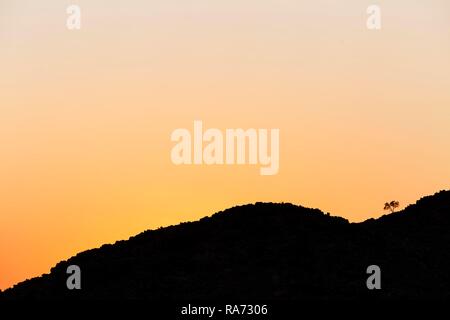 Albero sulla collina all'orizzonte, Sesriem, Namibia Foto Stock