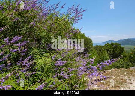 Casto tree (Vitex agnus-castus), il Lago di Scutari Parco Nazionale, Montenegro Foto Stock