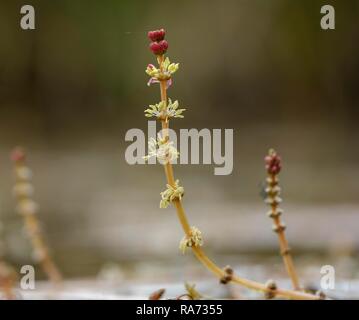 Fiori di Eurasian watermilfoil (Myriophyllum spicatum), riserva Isarauen, Baviera, Germania Foto Stock