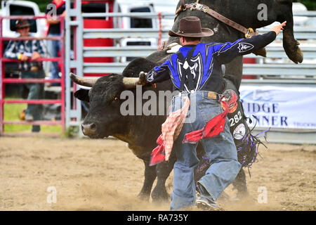 Un rodeo bull fighter tentativi di ottenere una bull rider sganciata dal suo armamento a un rodeo all'aperto nelle zone rurali di Alberta in Canada Foto Stock