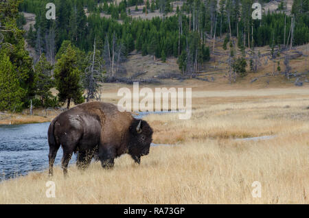 Bison vicino Nez Perce Creek nel Parco Nazionale di Yellowstone Foto Stock