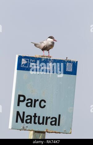 Mignattino piombato (Chlidonias hybrida), appollaiate su un cartello presso la riserva naturale del delta del fiume Ebro Riserva Naturale, provincia di Tarragona Foto Stock