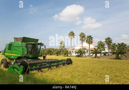 Riso (Oryza sativa) messe al Tramontano, agriturismo in settembre, dintorni di Delta del Ebro Riserva Naturale Foto Stock