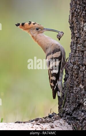 Upupa (Upupa epops) maschio presso la grotta di allevamento, Riserva della Biosfera Mittelelbe, Sassonia-Anhalt, Germania Foto Stock