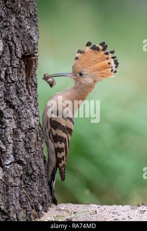 Upupa (Upupa epops) maschio presso la grotta di allevamento, Riserva della Biosfera Mittelelbe, Sassonia-Anhalt, Germania Foto Stock