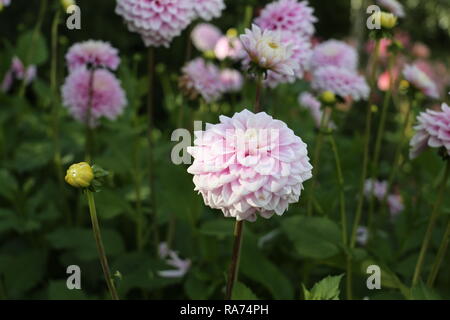 rosa e bianco dahlia fiorisce, splendidi fiori illuminano i giardini. Foto Stock