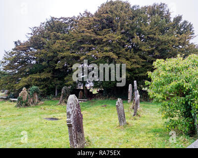 Antico albero di Yew, Defynnog, Powys Foto Stock