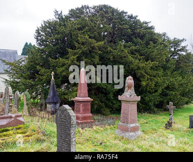 Antico albero di Yew, Defynnog, Powys Foto Stock