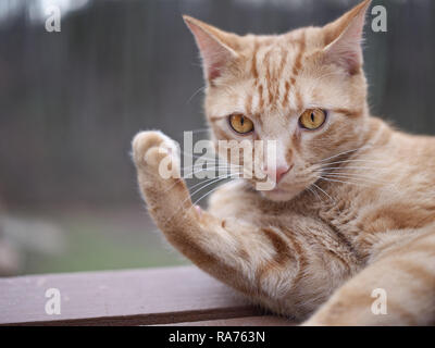 Riflessivo espressiva orange cat Foto Stock