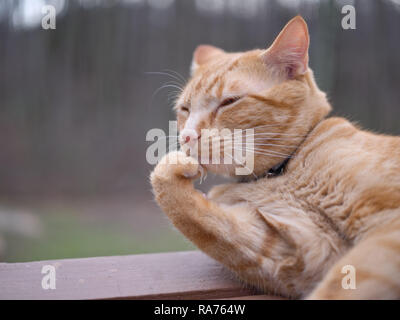 Riflessivo espressiva orange cat Foto Stock