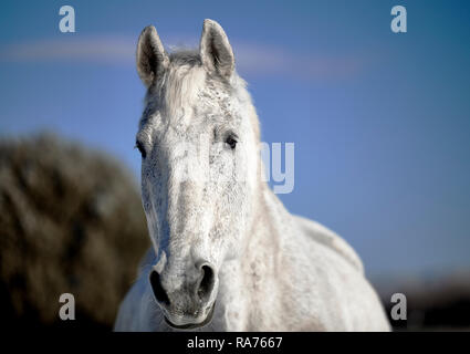 Bellissimo cavallo bianco all'aperto in inverno con una spessa inverno pelliccia e la profondità di campo Foto Stock