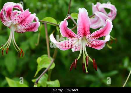 Gigli giapponese (lilium speciosum) in fiore Foto Stock