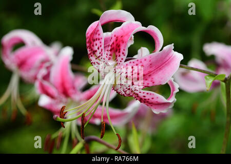 Gigli giapponese (lilium speciosum) in fiore Foto Stock