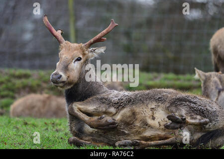 Basso angolo di visione di un Pere David deer (elaphurus davidianus) giacente a terra Foto Stock