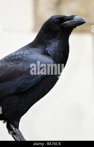 Close up ritratto di un comune corvo imperiale (Corvus corax) Foto Stock