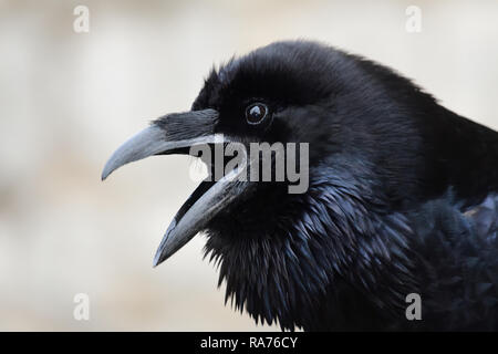 Colpo alla testa di un squawking corvo imperiale (Corvus corax) Foto Stock